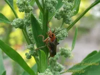 Geel soldaatje [Cantharis livida]